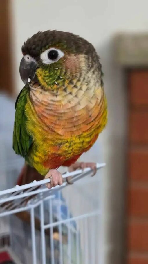 Green Cheek Conure Parrots For Sale