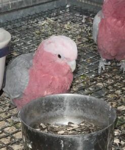 Rose Breasted Cockatoo For Sale