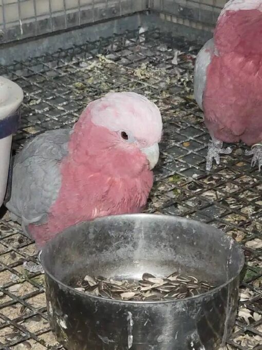 Rose Breasted Cockatoo For Sale