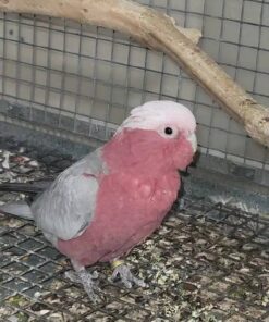 Rose Breasted Cockatoo