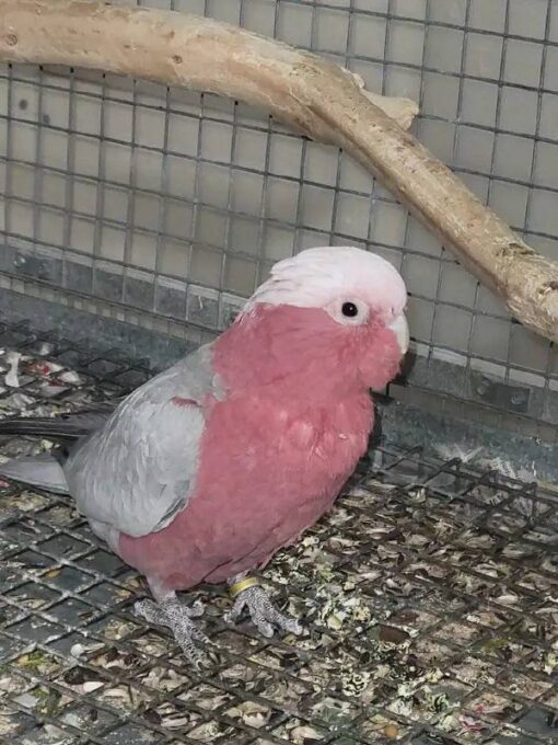 Rose Breasted Cockatoo